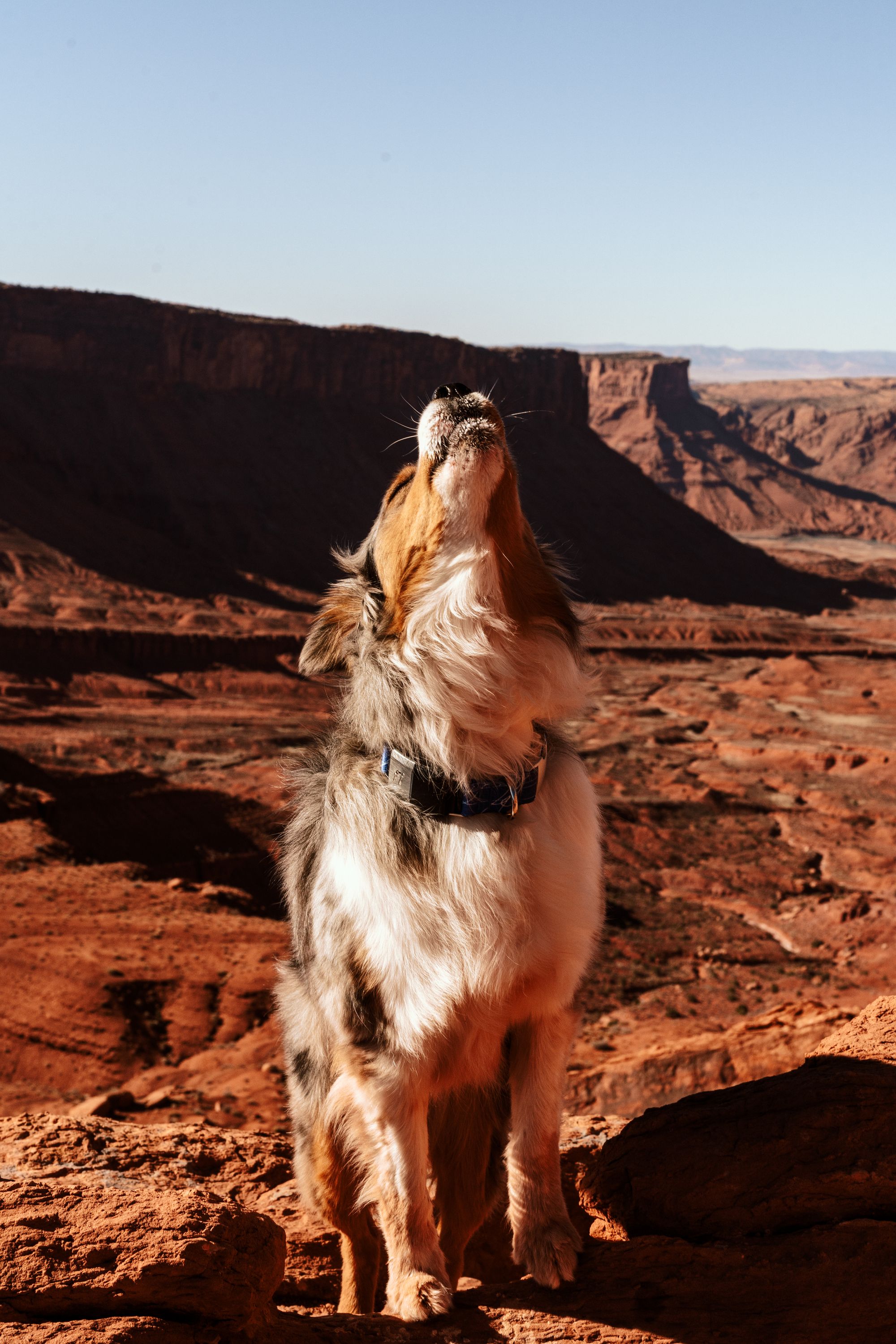 Why Do Dogs Howl When We Howl