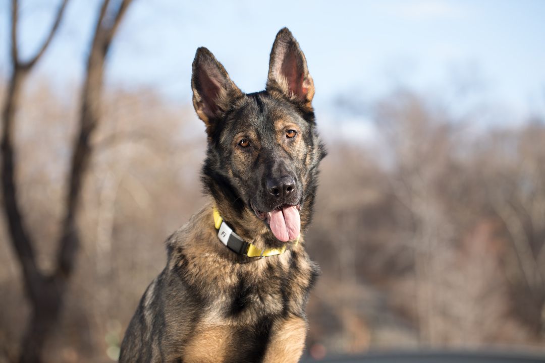 How Fast Can a German Shepherd Run