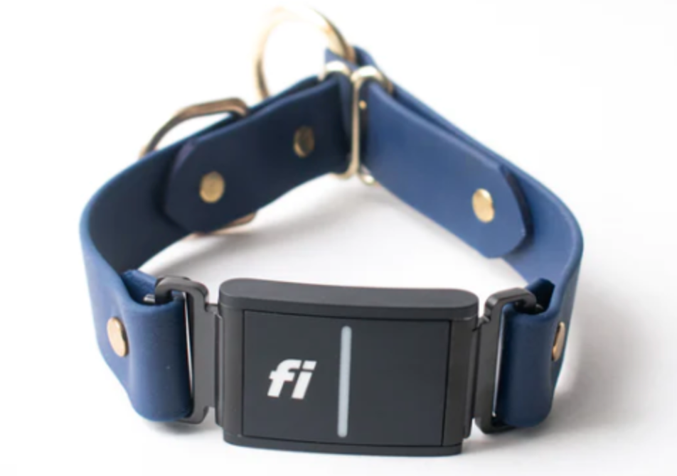 Navy Blue Dog Collar - Dog Gear You Need