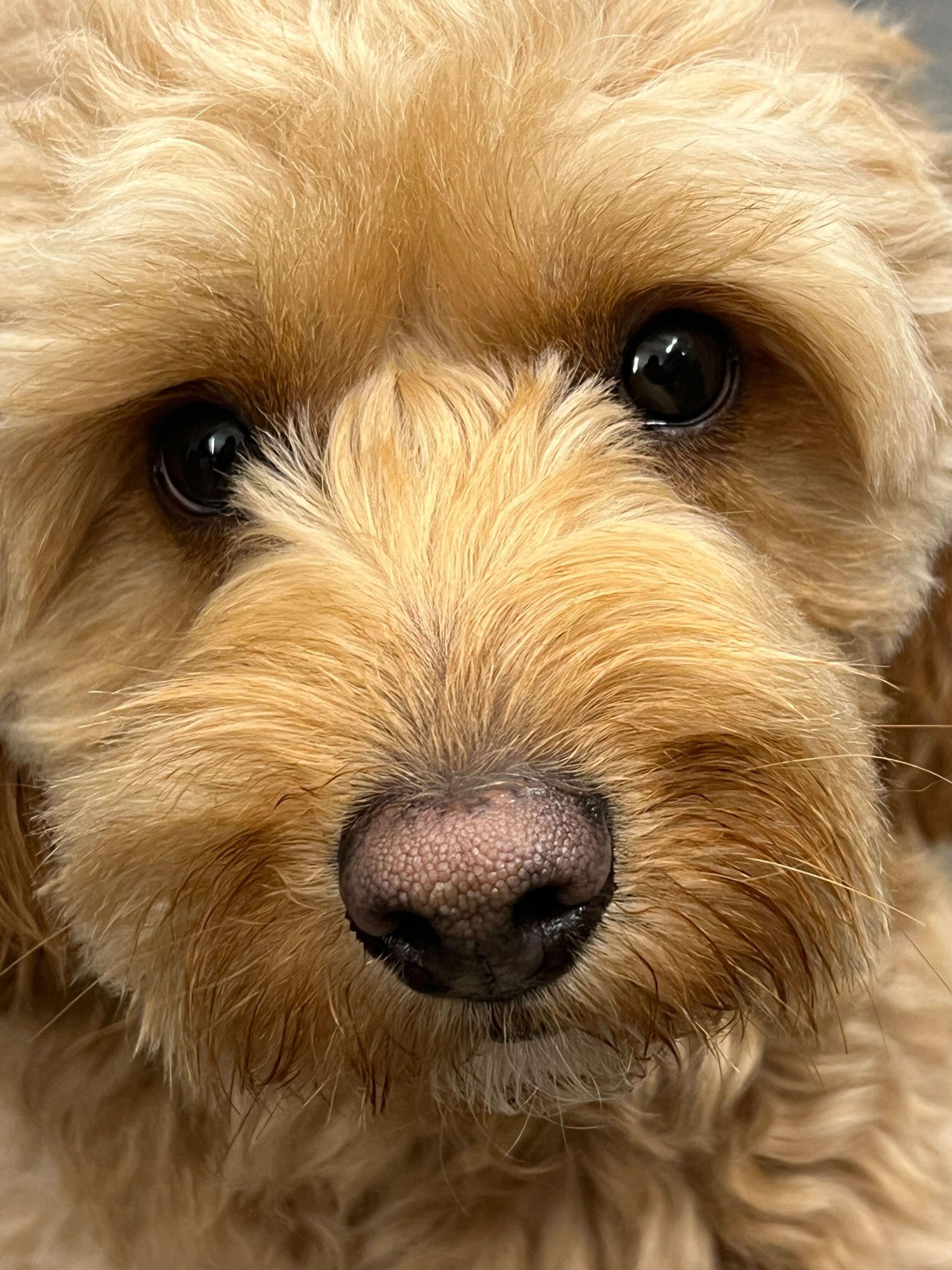 Is Your Dog's Nose Turning Pink? The Surprising Reason Behind Snow Nose!