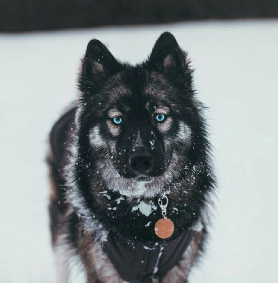 Agouti Husky - Is the Agouti Husky a Dog or Wolf?