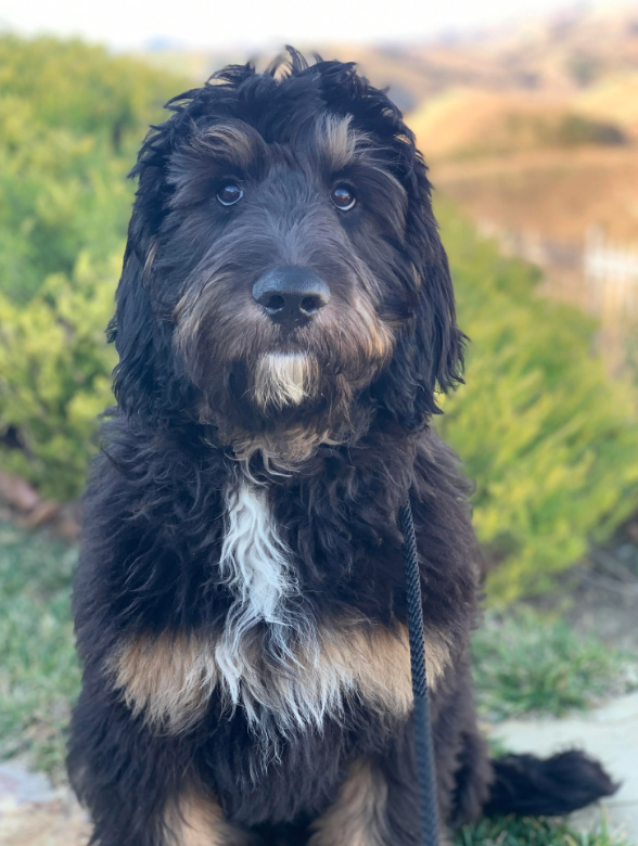 Phantom Goldendoodle: https://blog.tryfi.com/