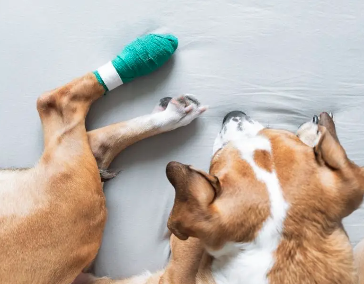 dog with wrapped wound