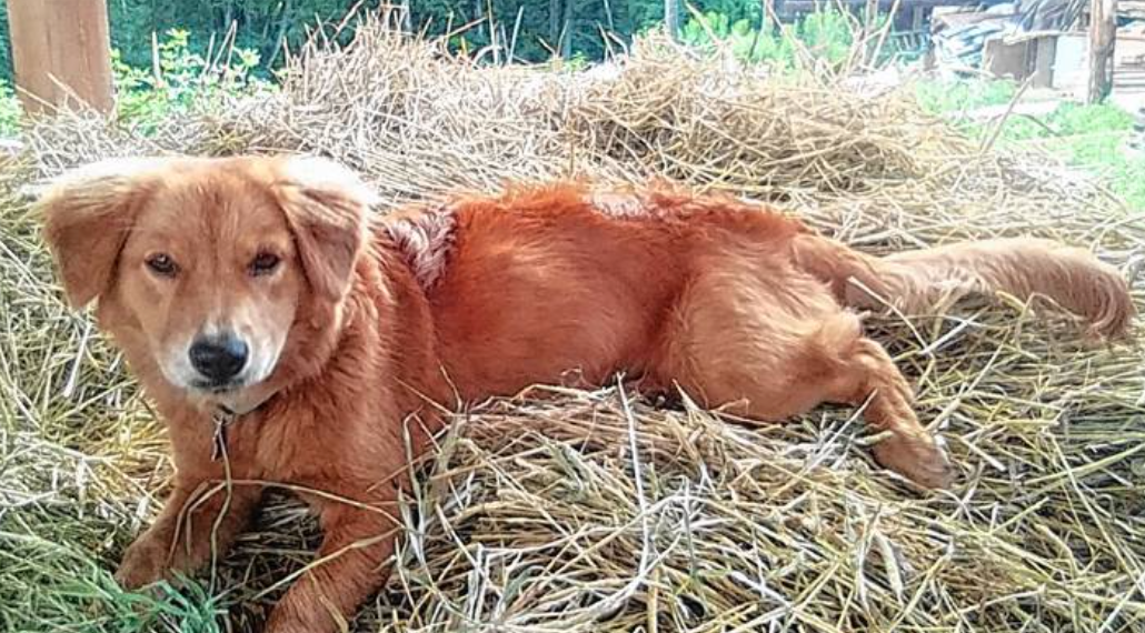 The Border Collie Golden Retriever Mix - Meet the Breed