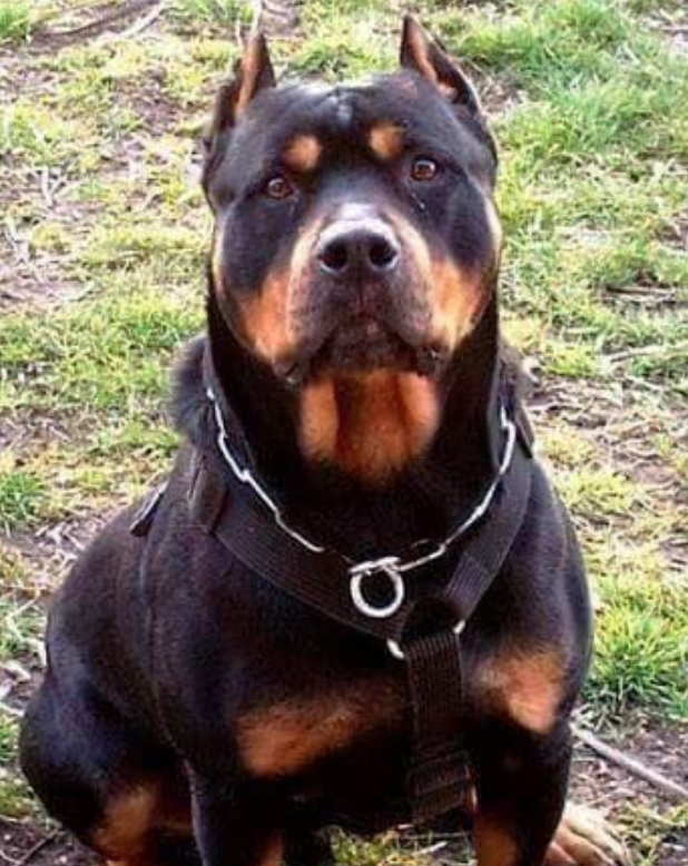 Rottweiler-Pitbull Mix