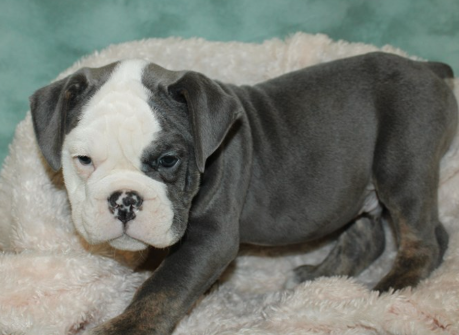 Blue English Bulldog