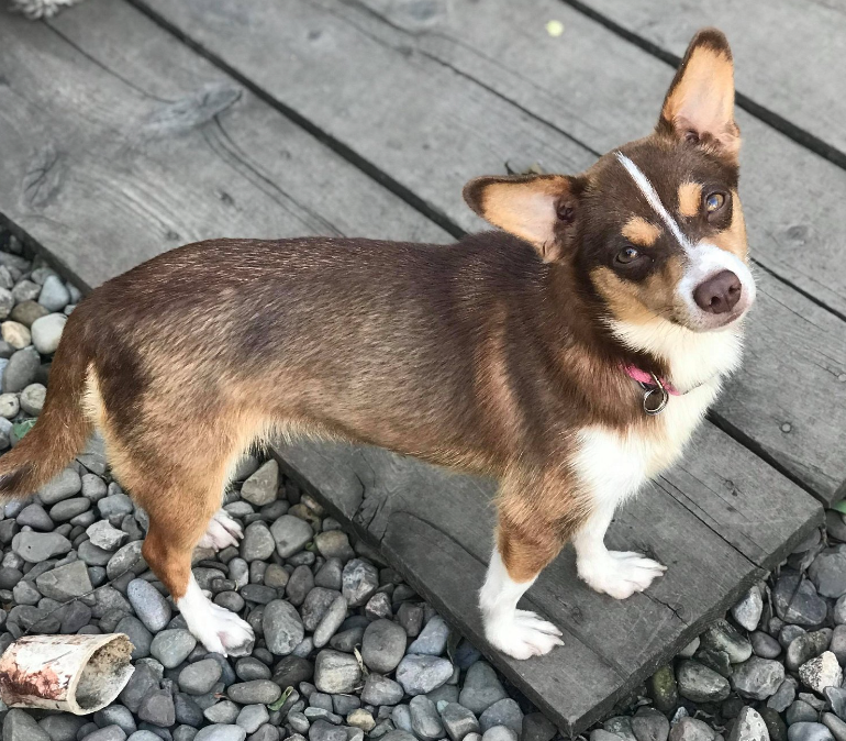 The Corgi Chihuahua Mix (Chigi) - Meet the Breed