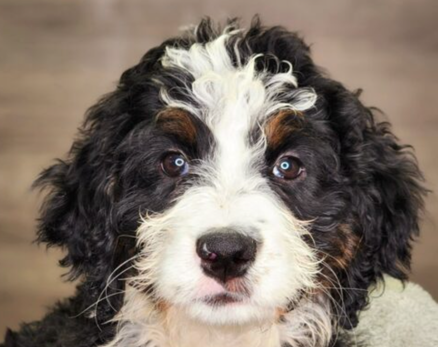 Golden Mountain Doodle: https://blog.tryfi.com/