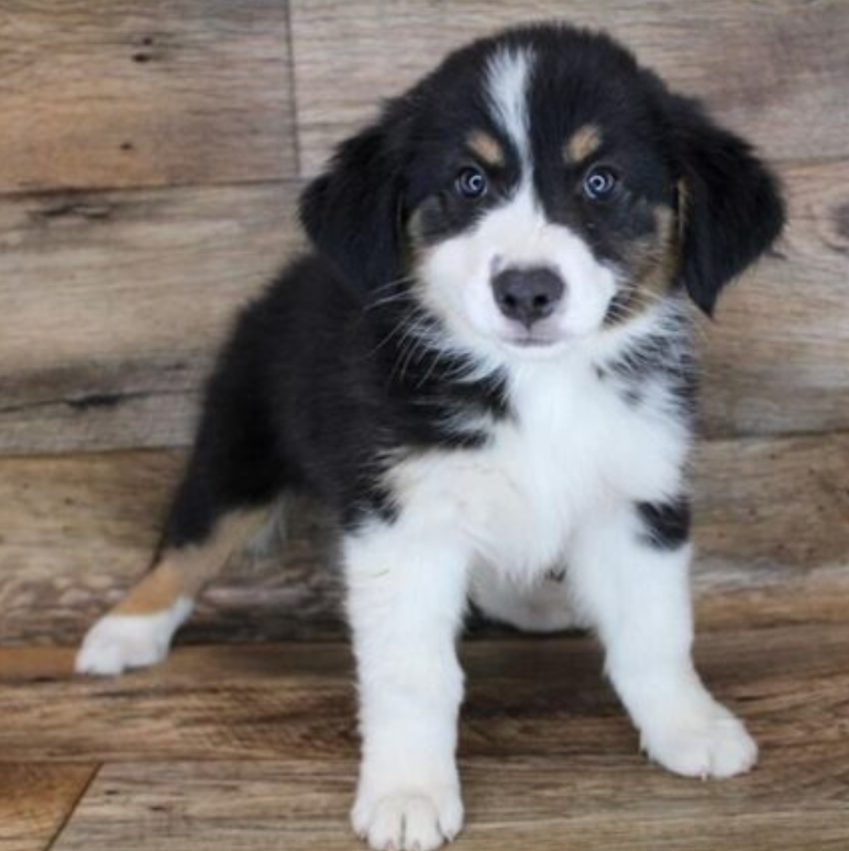 Australian Shepherd