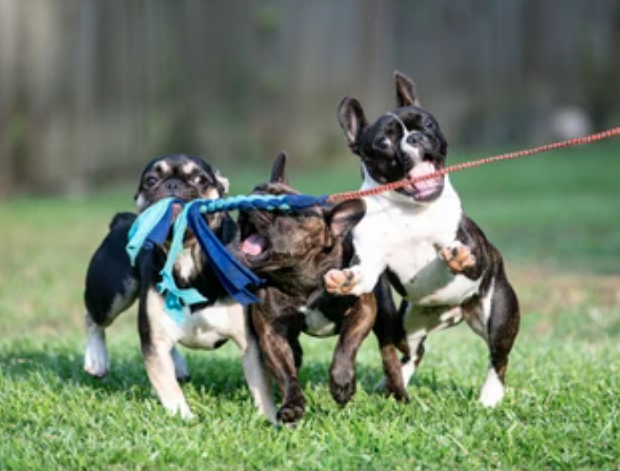 Flirt Poles For Dogs: Does Your Dog Need One?