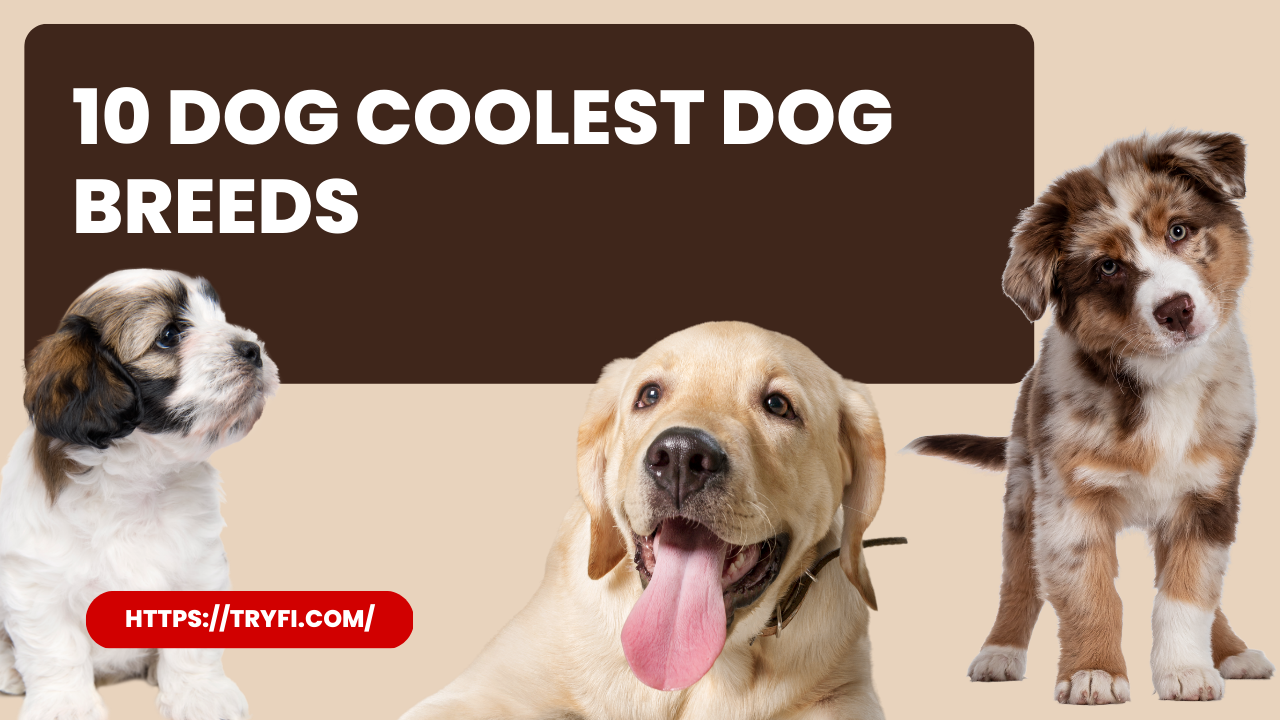 10 Must-Know Unique and Stylish Dog