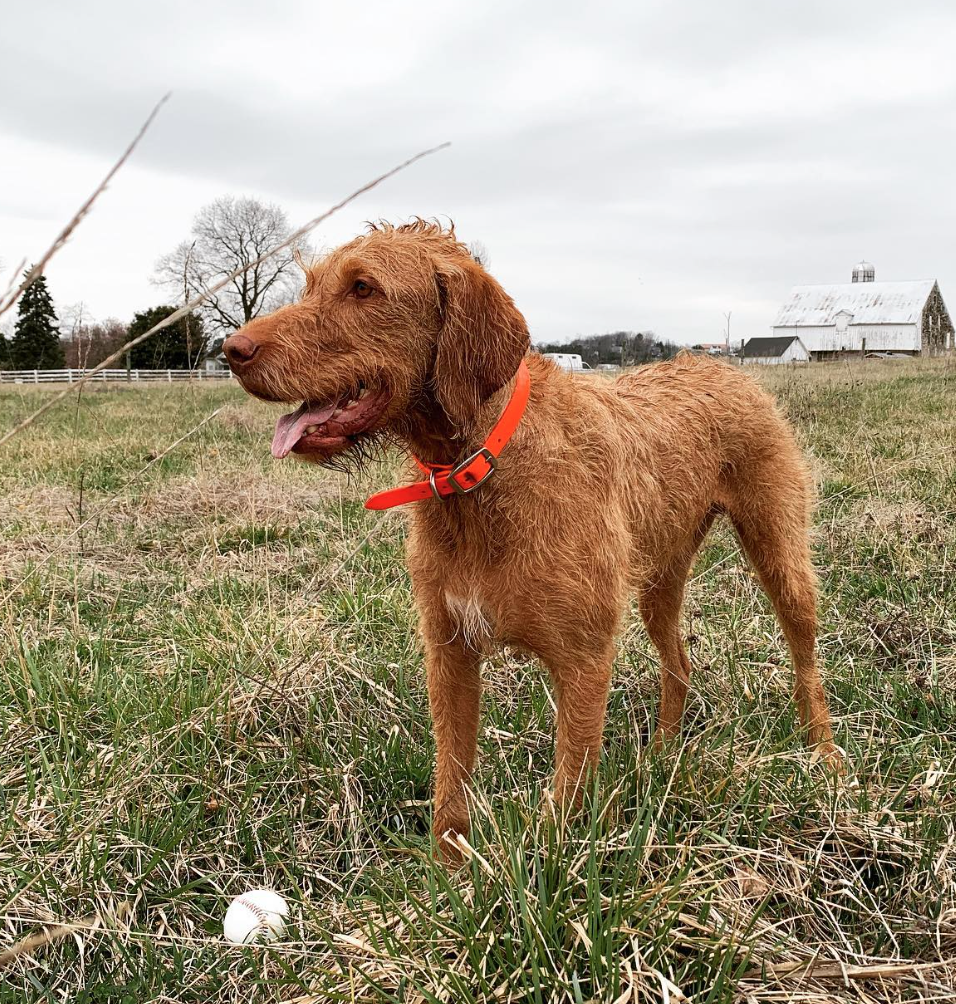 Discovering the Charms of the Wirehaired Vizsla