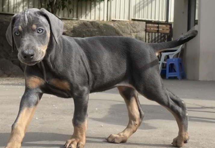 Blue Doberman