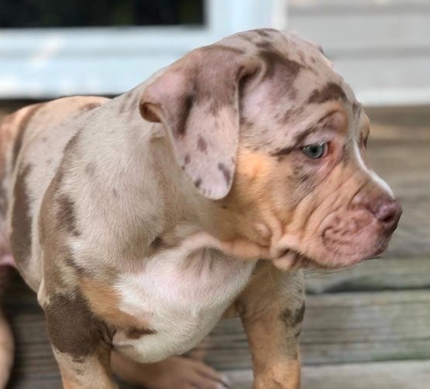Merle Pitbull