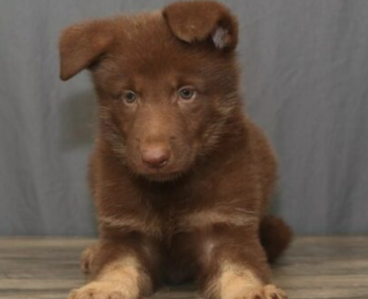 The Liver Colored German Shepherd: A Comprehensive Guide