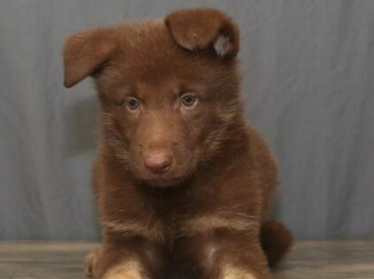 liver german shepherd puppy