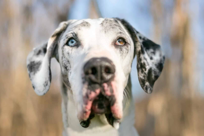Nice Dane