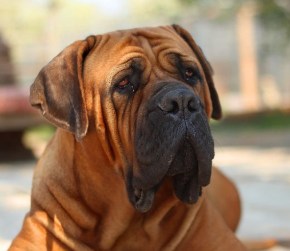 boerboel
