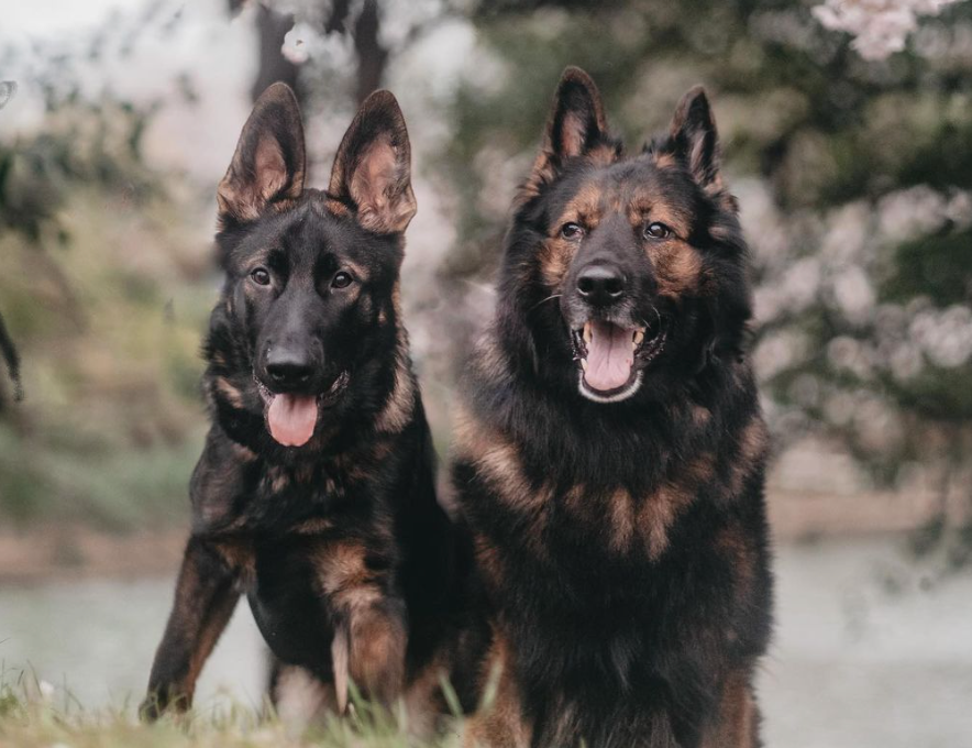 Dogfluencers: Meet Haru and Benny