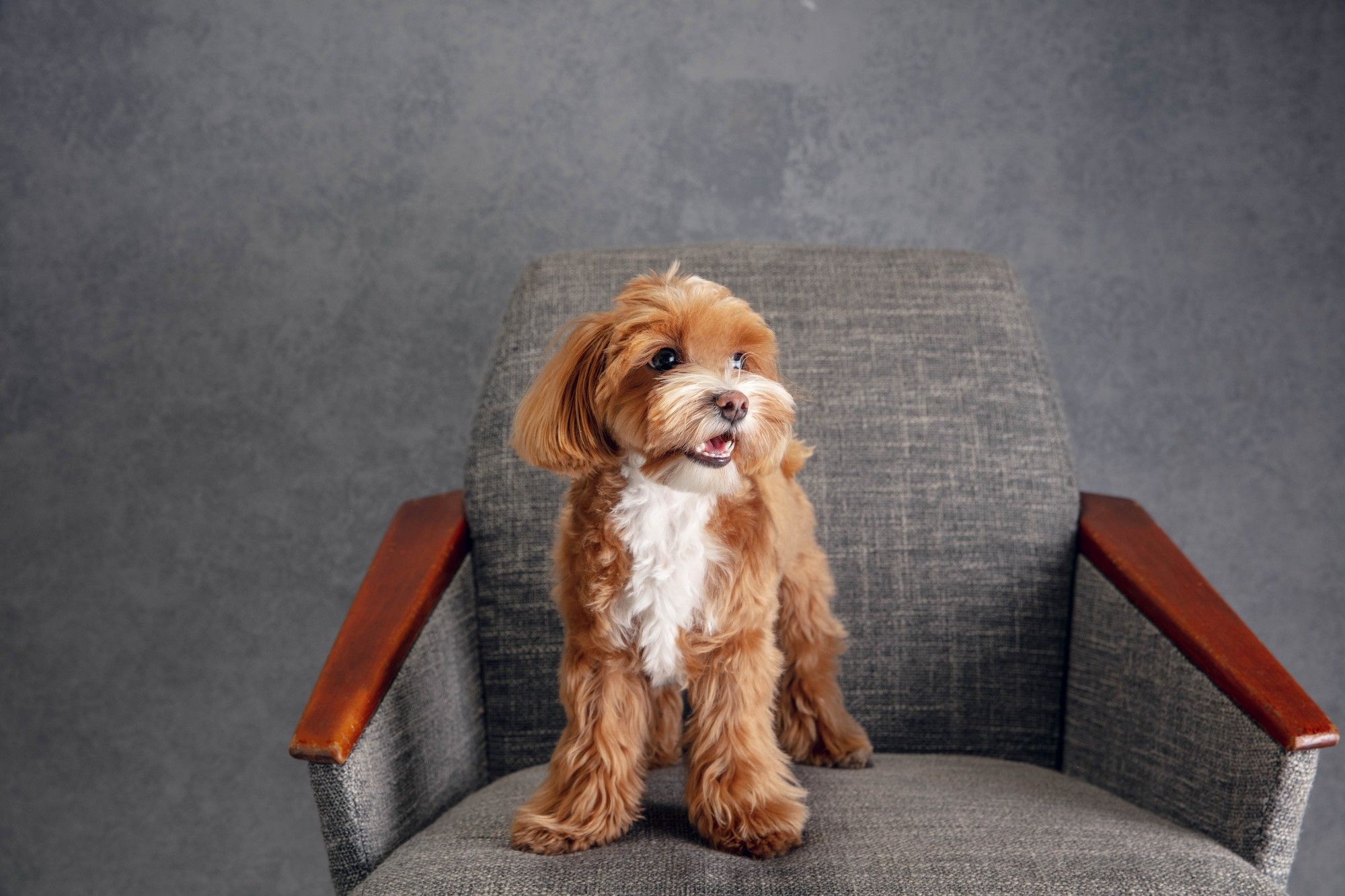 Intro Guide to the Doxiepoo: The Dachshund-Poodle Mix