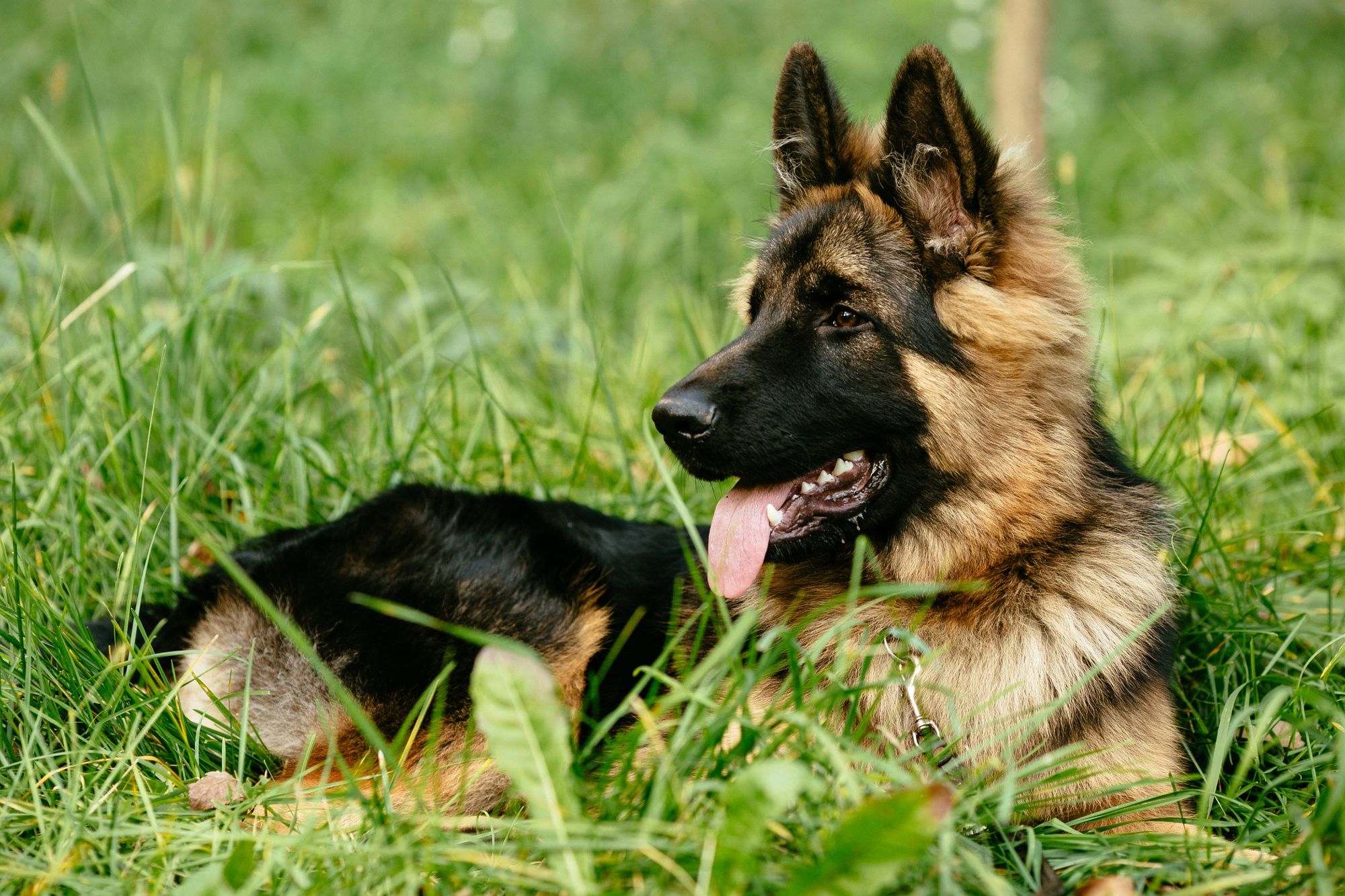 Belgian Malinois vs. German Shepherd: A Comprehensive Comparison