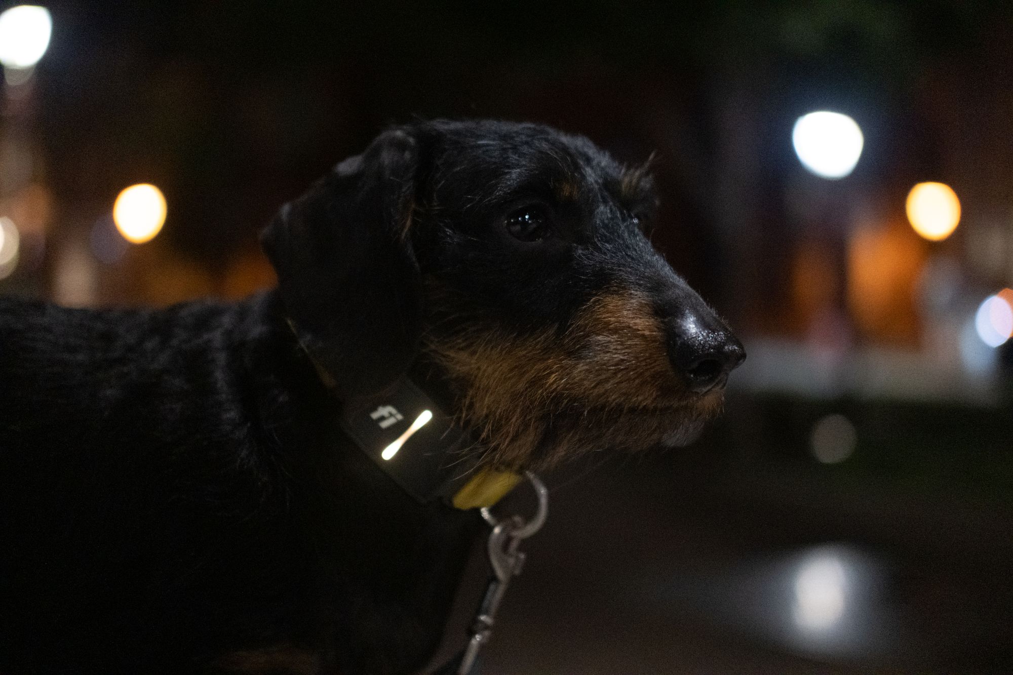 Live From New York, It's Elliot the Dachshund!!