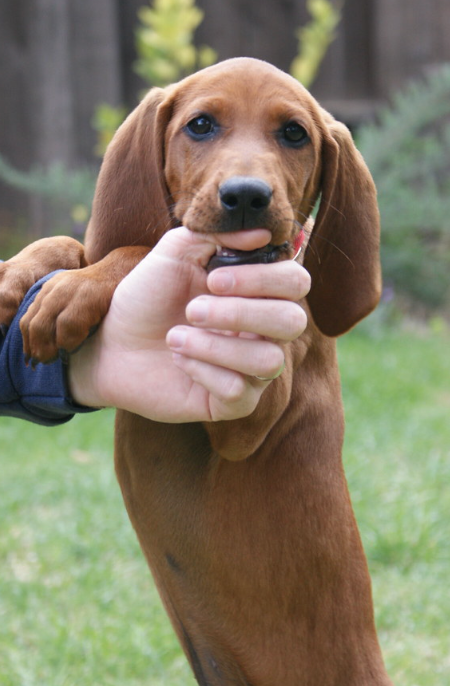 Redbone Coonhound: A Loyal and Versatile Canine Companion
