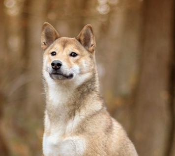 Canaan Dog Secrets: Unveiling the Mystery of This Ancient Breed