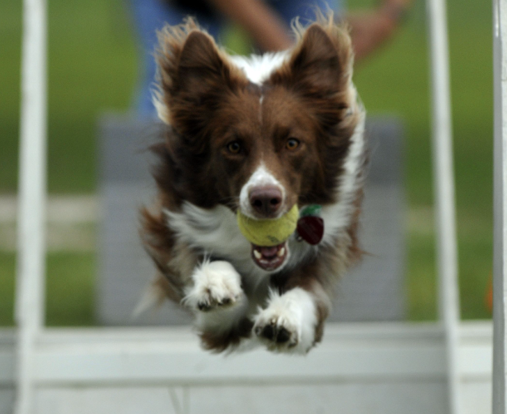 flyball