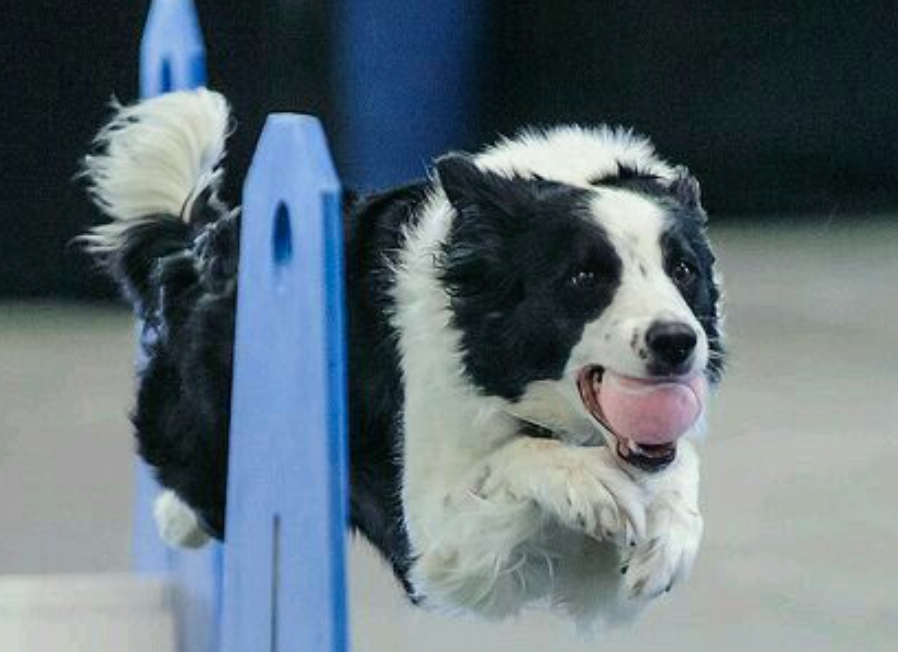flyball