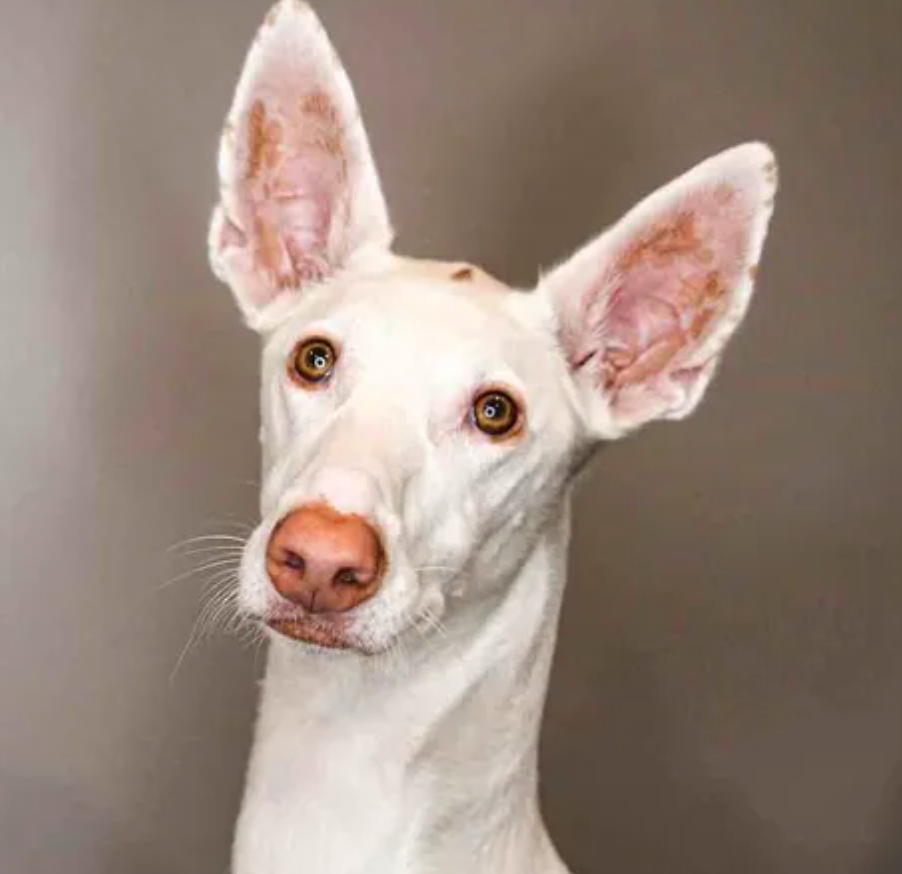 Discover the Ibizan Hound: A Complete Guide to This Unique Breed