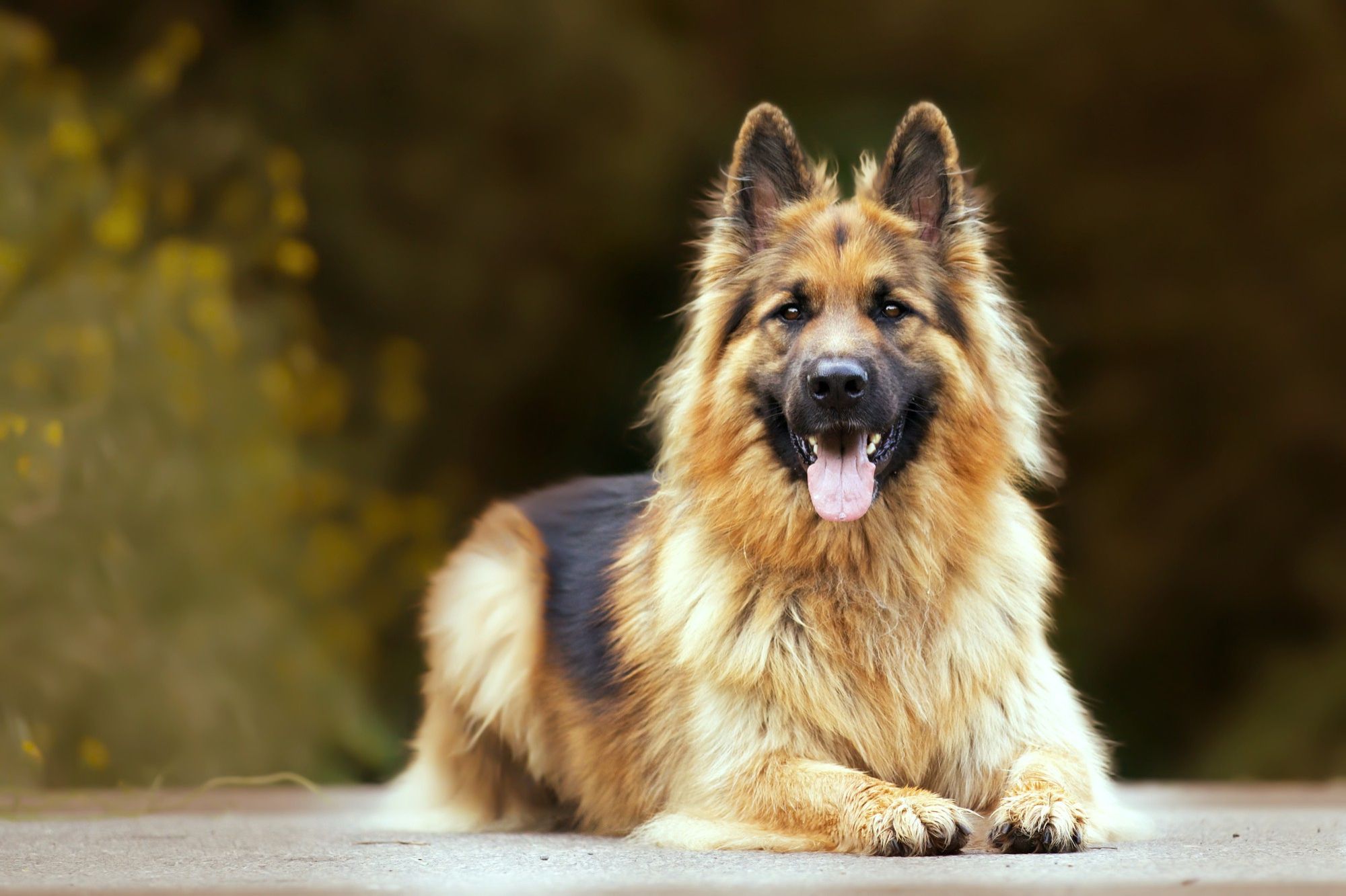 The Shiloh Shepherd