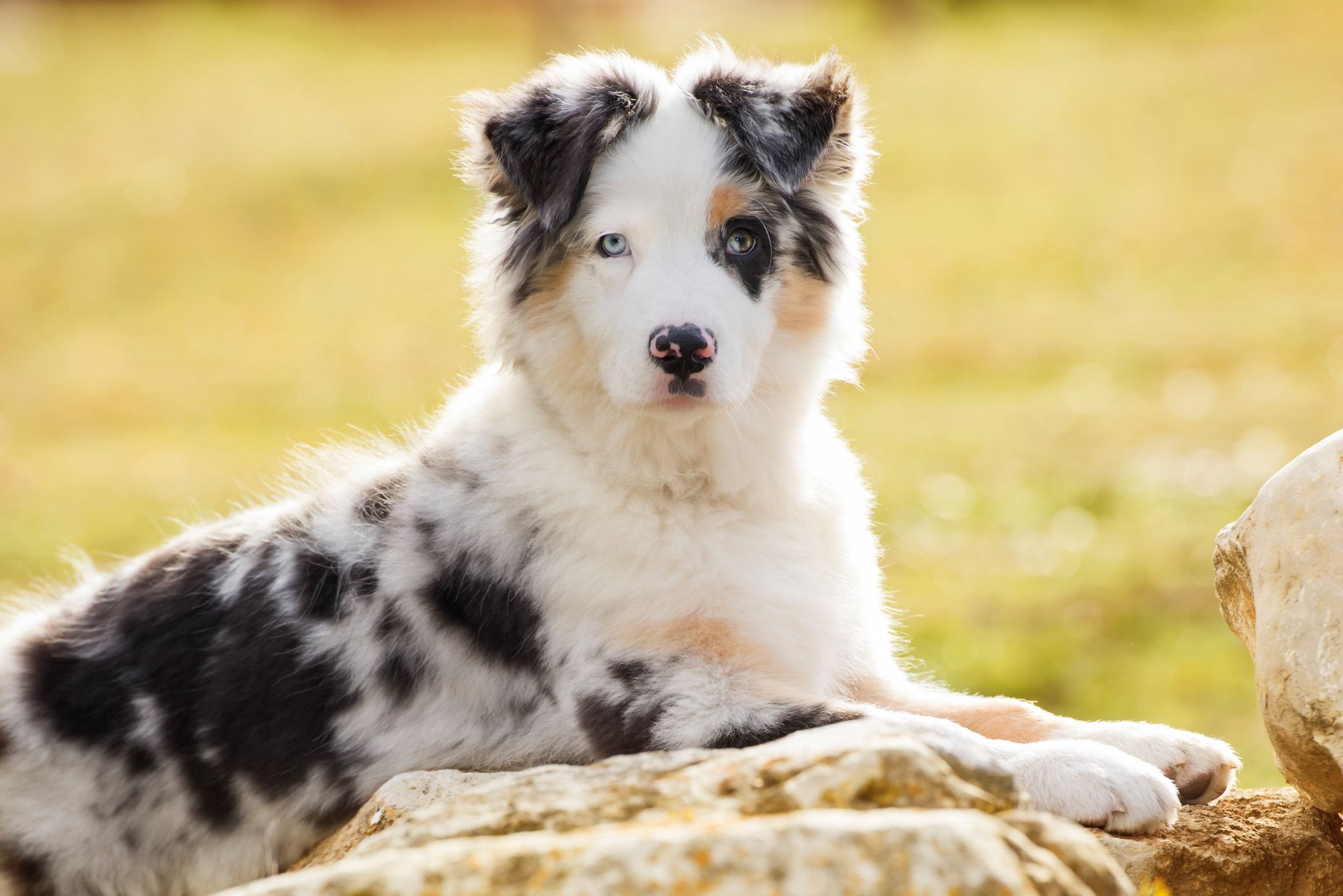 Toy Australian Shepherd