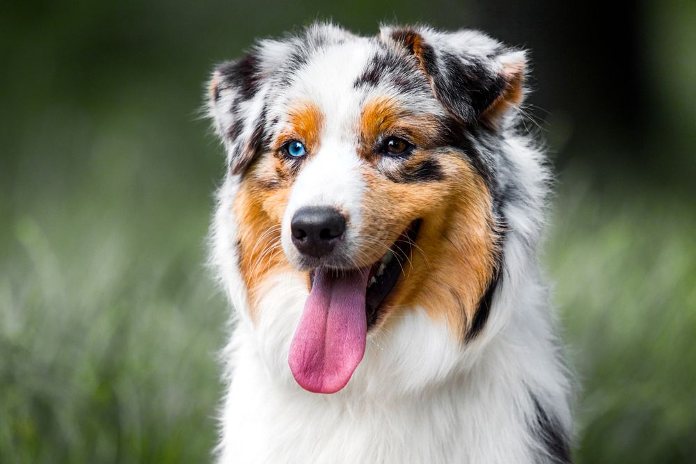 Blue Merle Australian Shepherd: Characteristics and Care!