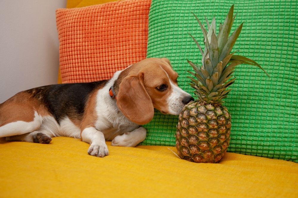 Can Dogs Eat Pineapple? Is Pineapple Safe for Dogs?