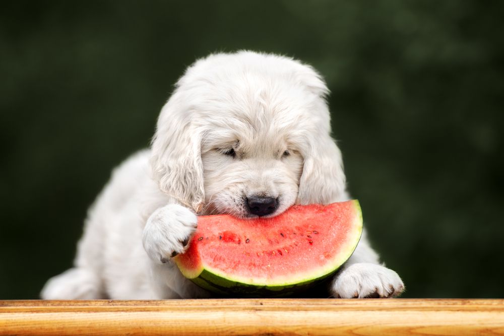 Can Dogs Eat Watermelon?