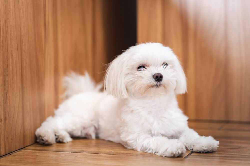 Teacup Dogs 101: Pros, Cons, and Everything in Between