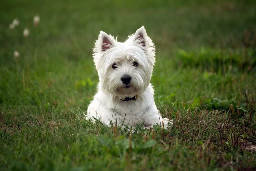 The Complete Guide of West Highland White Terrier (Westie Dog)
