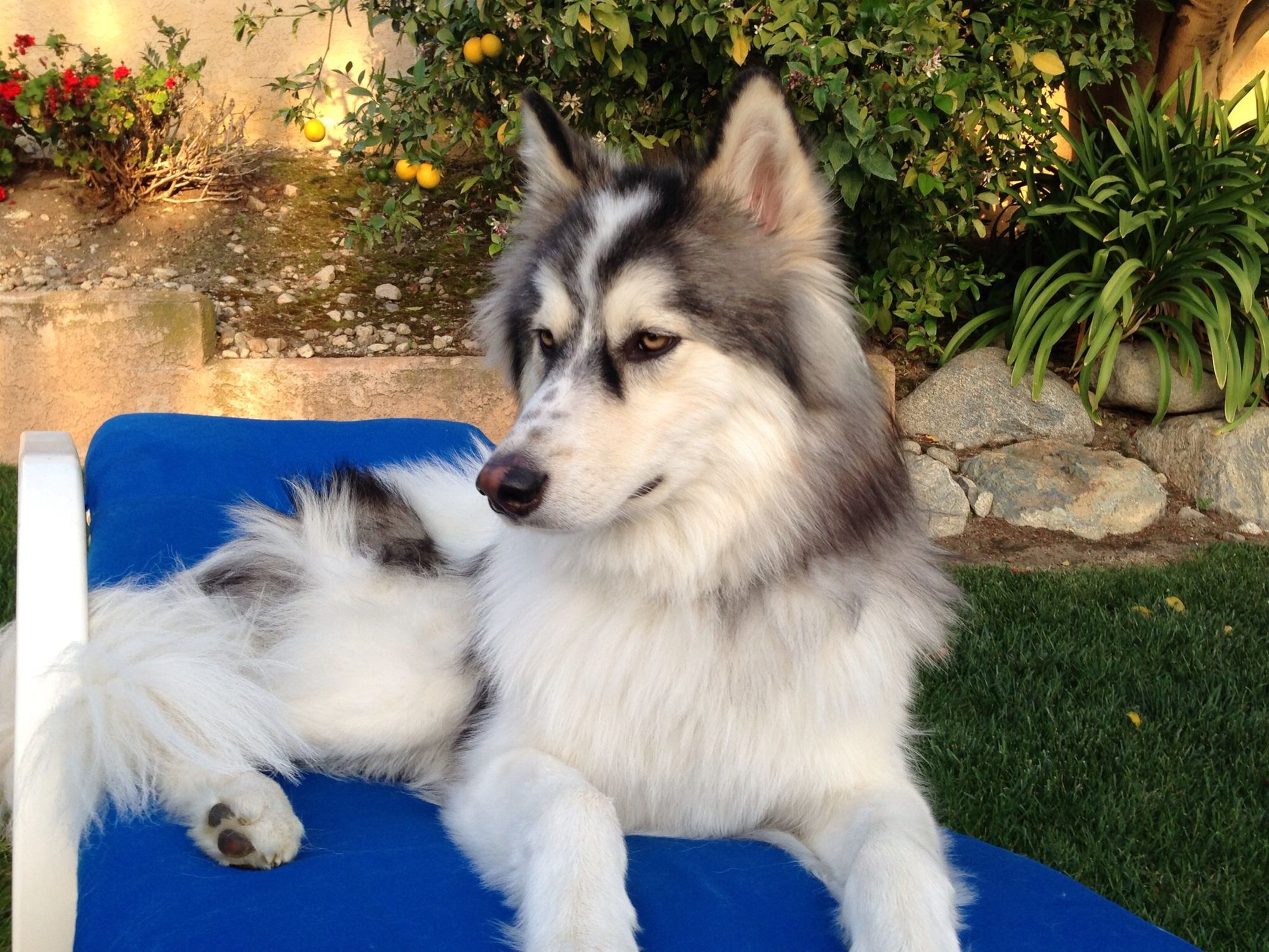 Beautiful American Indian Dog