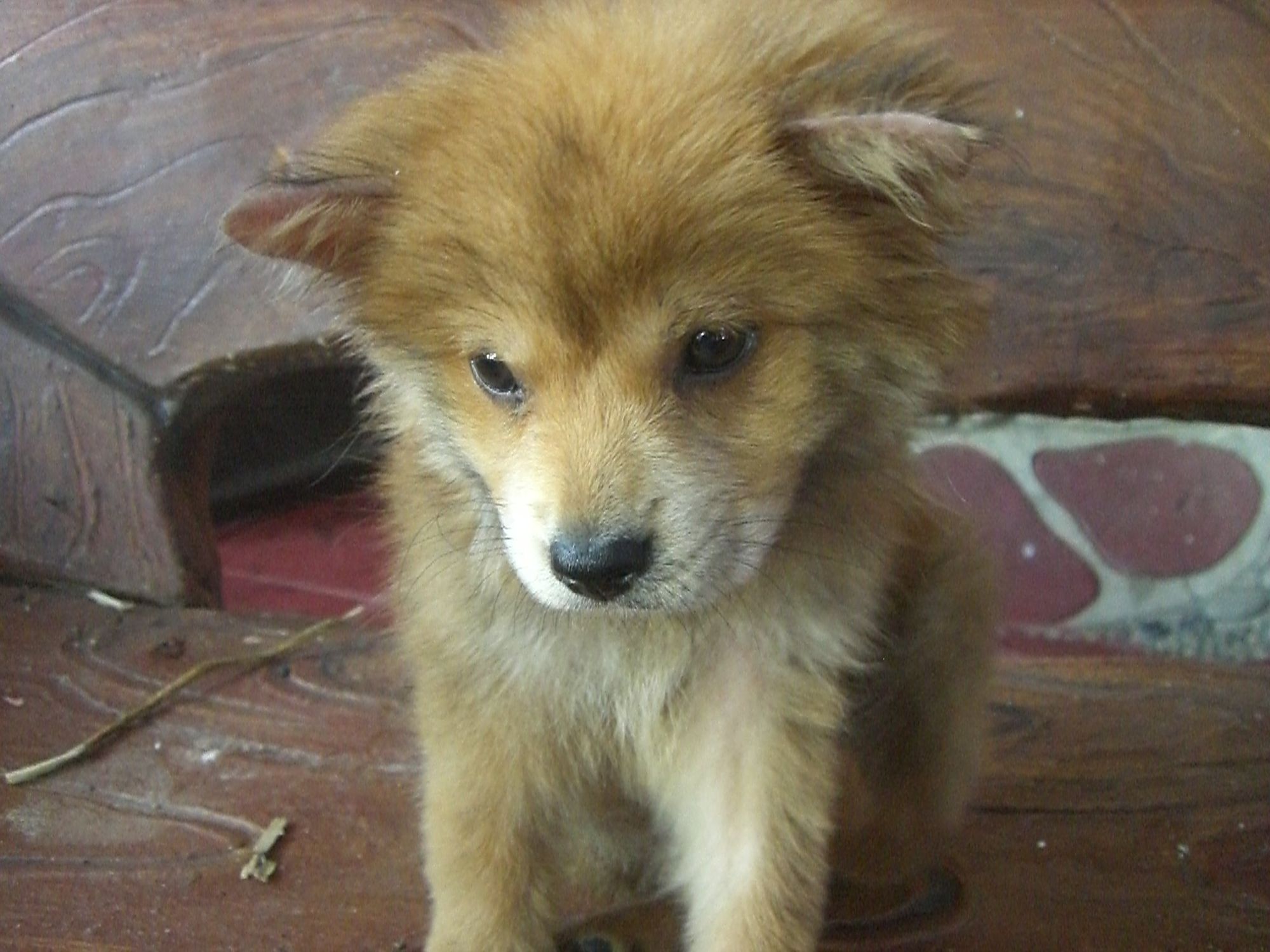 Shih Tzu mixed with the Pug