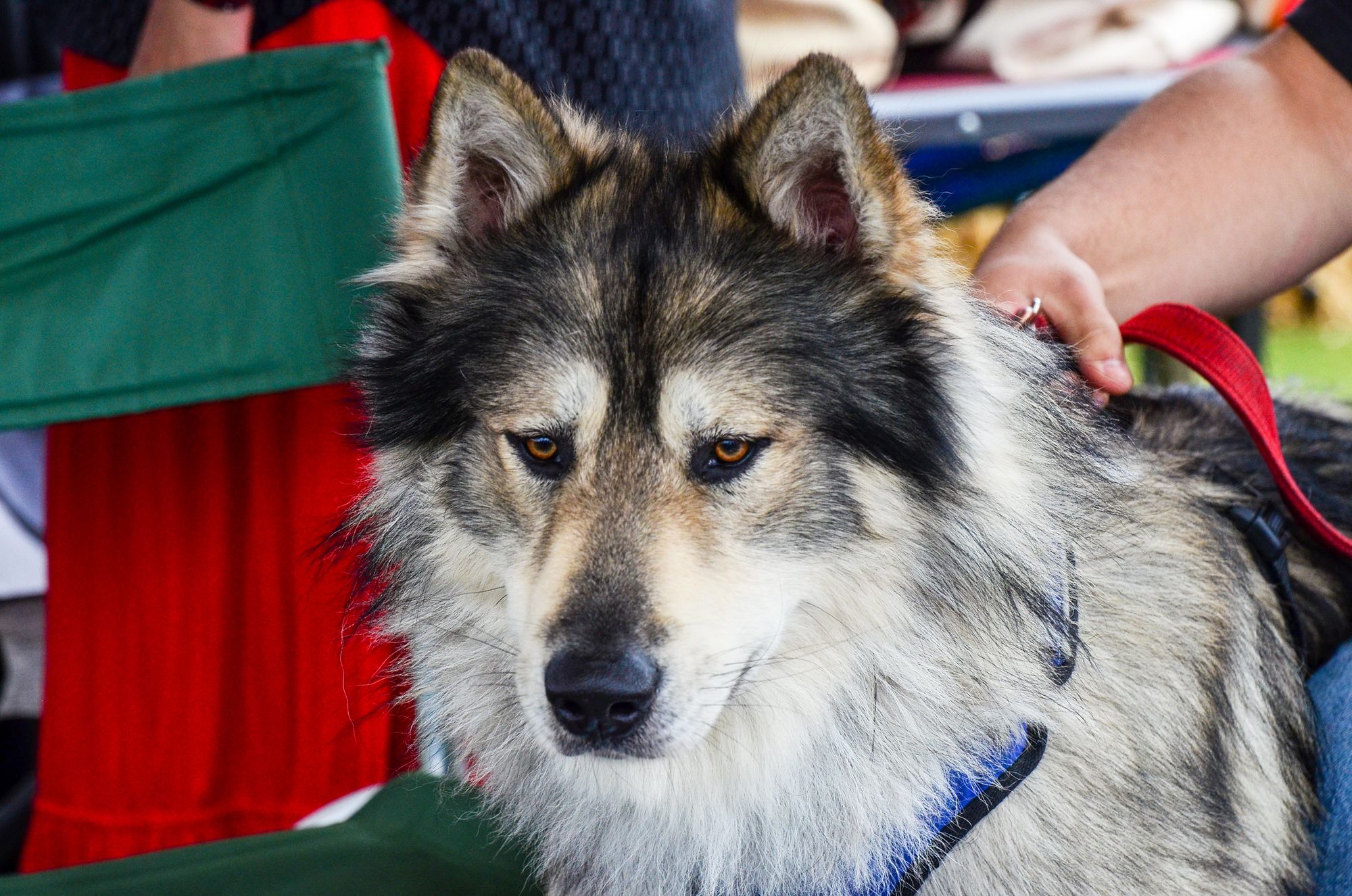 American Indian Dog in pop culture