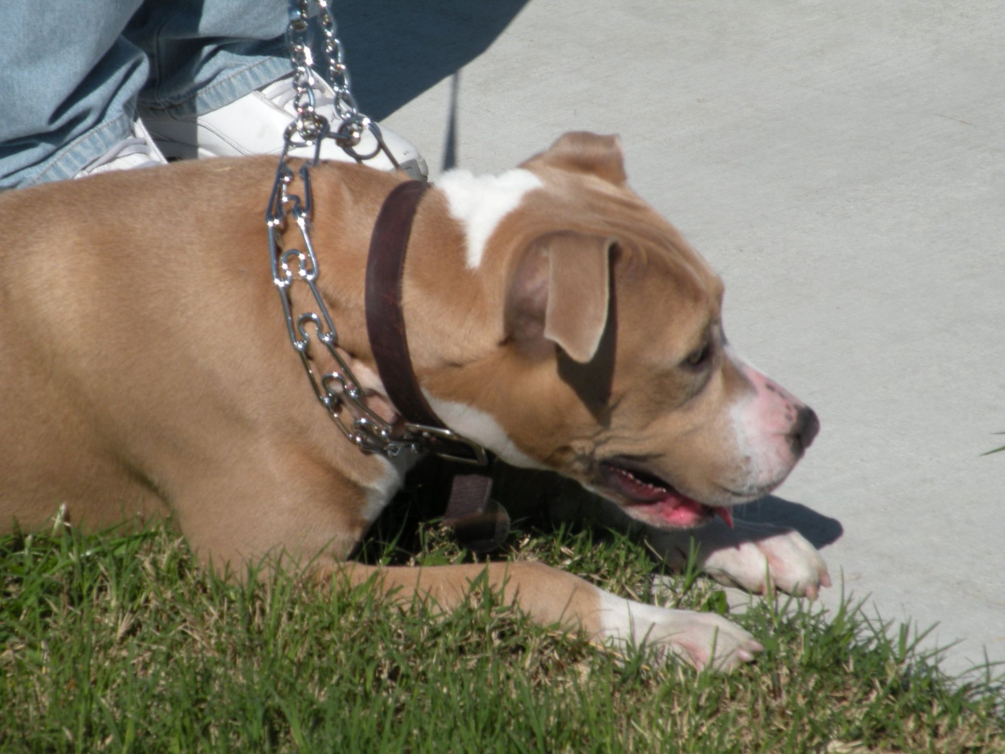 Blue Fawn Pitbulls Health issues