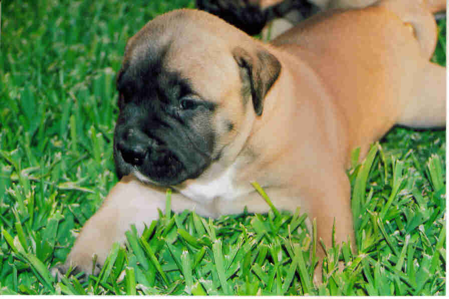 Blue Fawn Pitbull breed