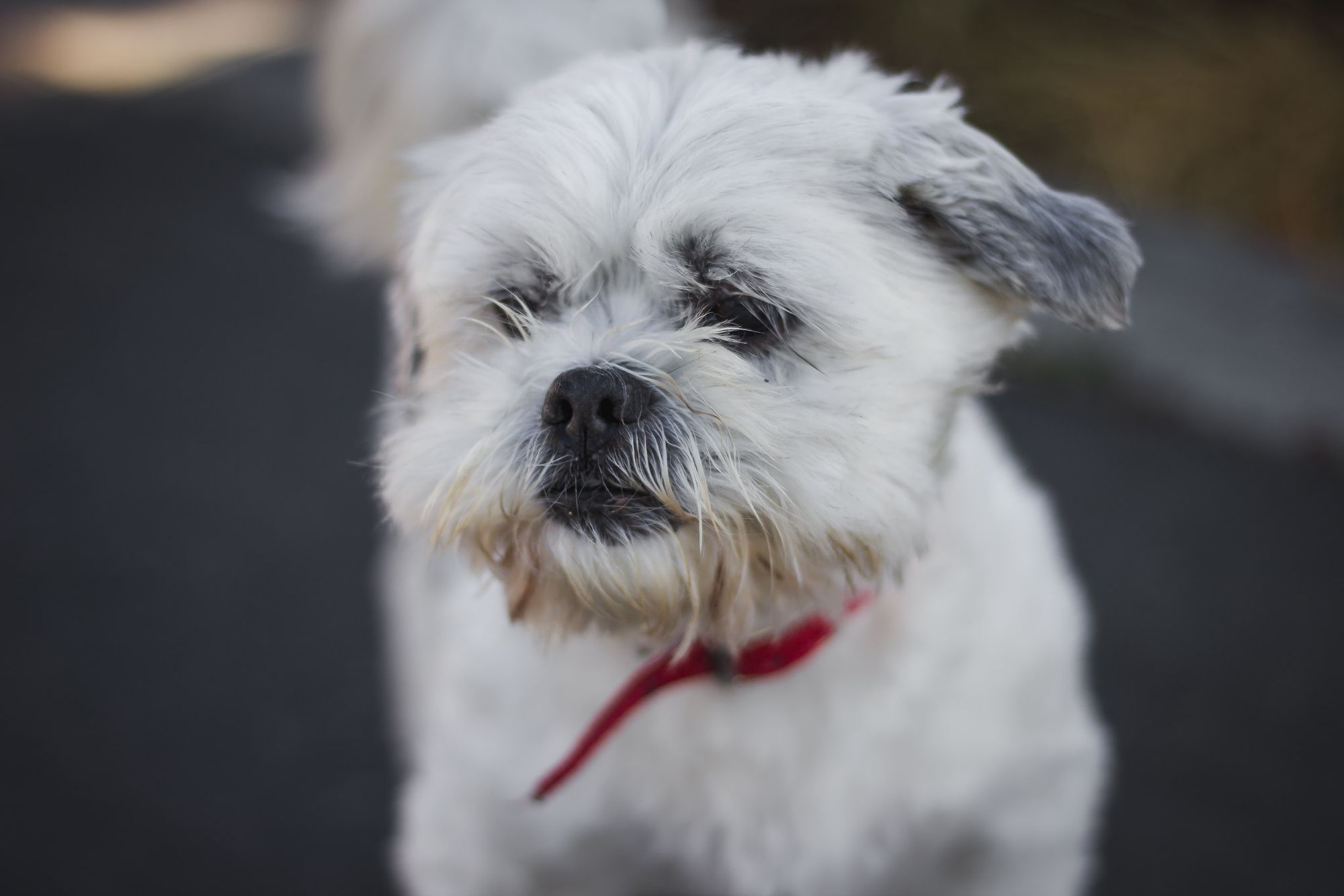 Shih Tzu White Training