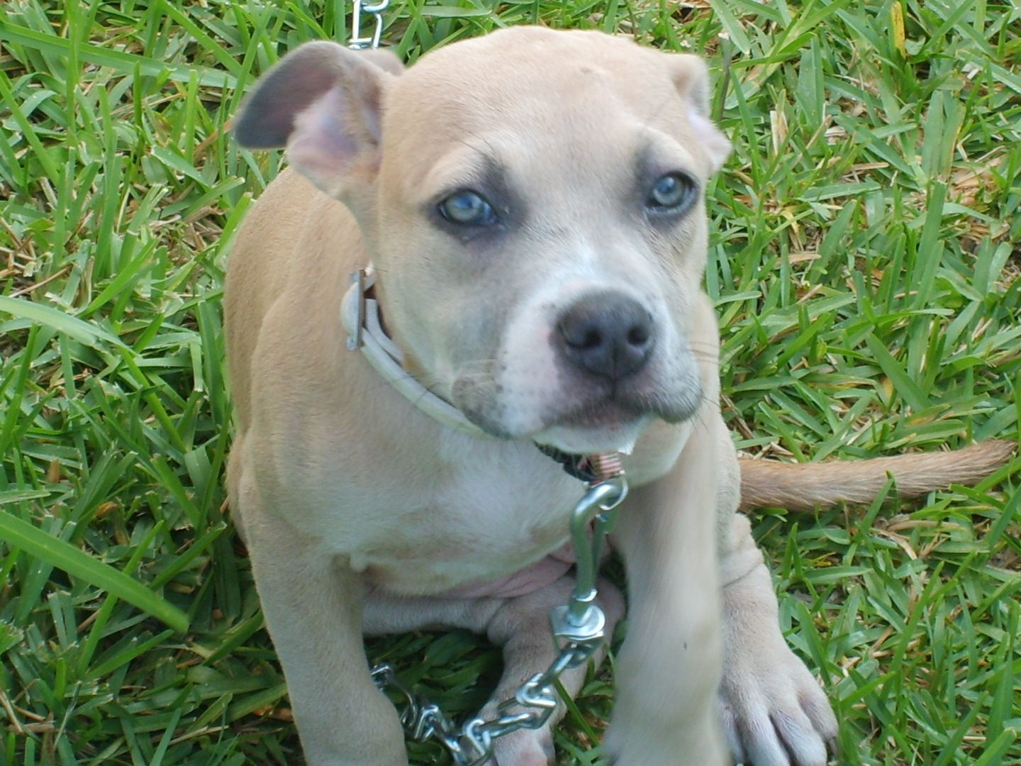Blue Fawn Pitbull