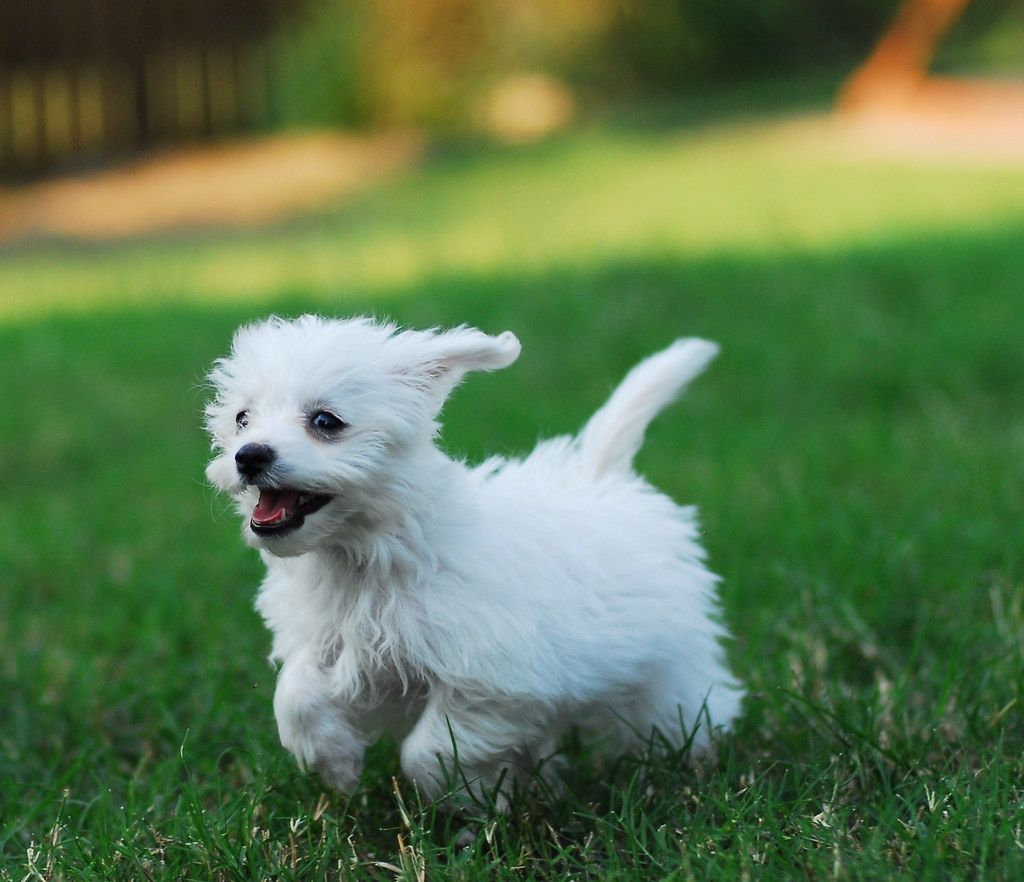 Shih Tzu White Breed