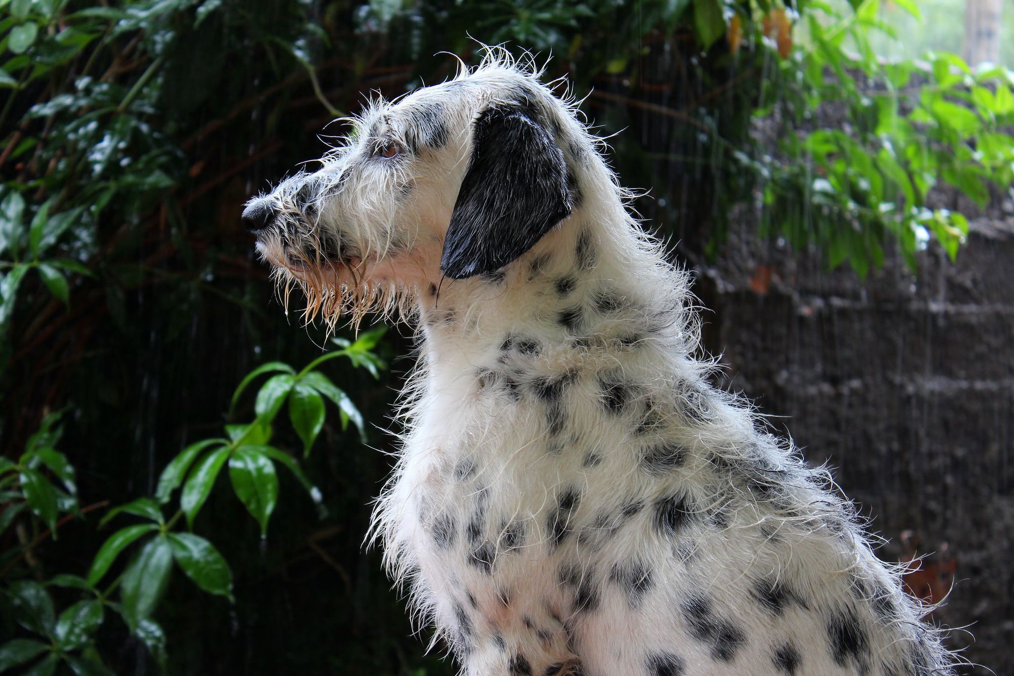 Dalmadoodle: https://blog.tryfi.com/