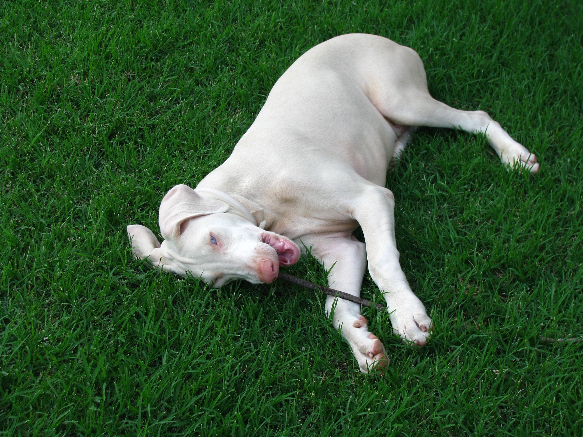 White Doberman on grass
