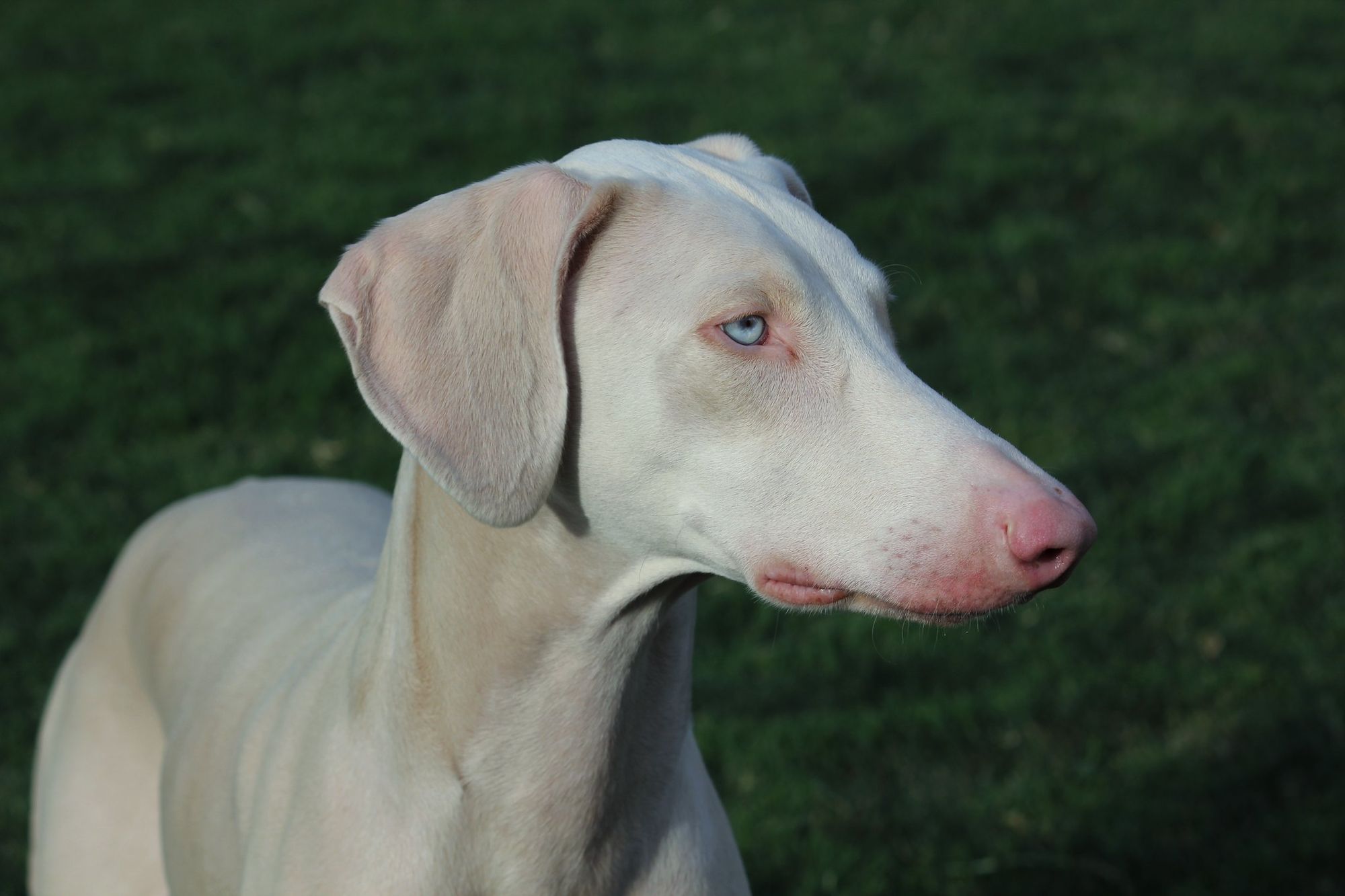 White Doberman Puppy