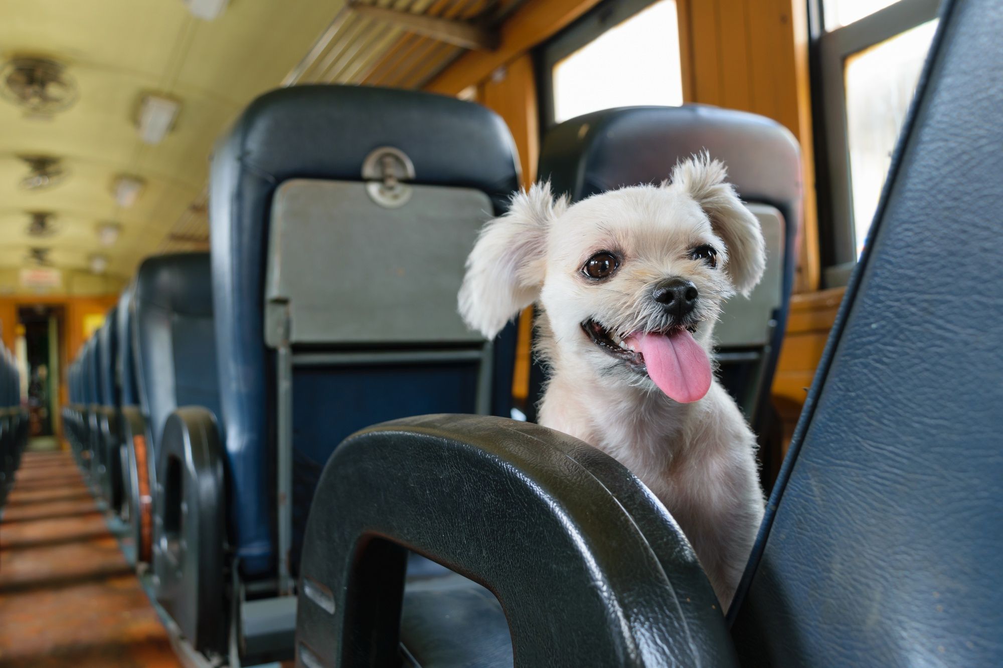 Amtrak Dog Friendly Policies